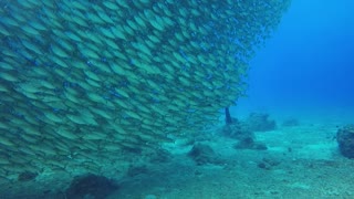 Three Divers in Front of a Huge Group of Fish