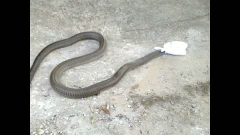 Snake kill by dog