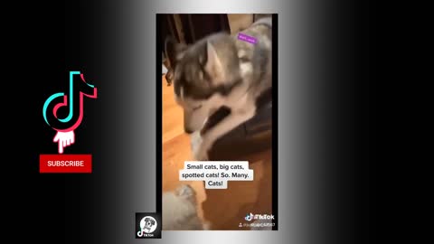 Dogs funny/pets eat lemon reactions /best funny video