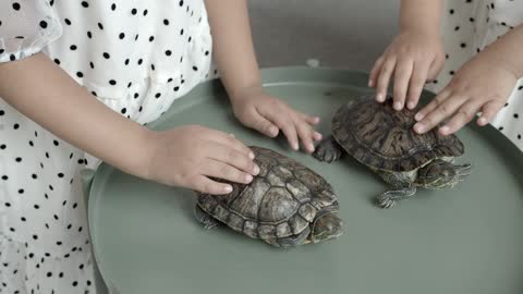 Two girls touch two turtles