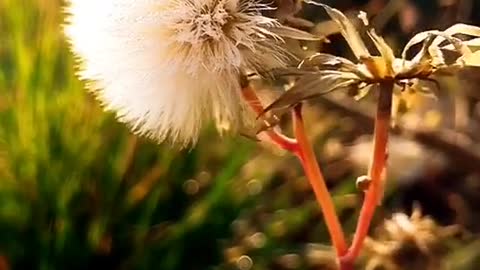 photographing dandelions