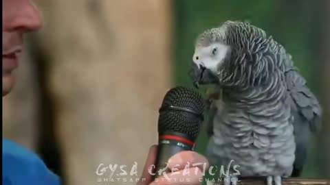Talking parrot 😳 imitates sounds of animals | Paesum paravai 🦜 | Answers very brilliant.