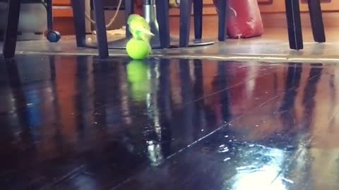 Vocal parakeet enthusiastically plays with tennis ball