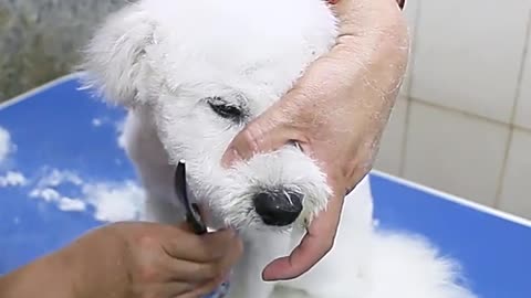 YOU WON'T BELIEVE how this DOG looks after shaving all these dreadlocks