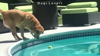 A Dog Takes A Tennis Ball From The Pool