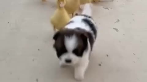 Sweet puppy and ducks chicks