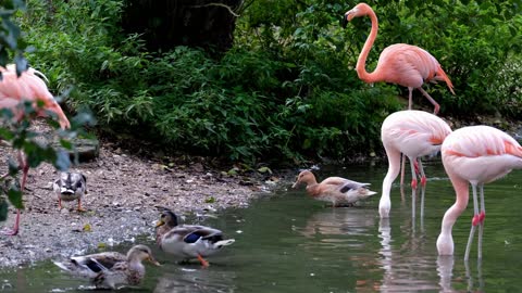 Flamingos are pink birds in waters