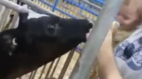 Babies and cows become friends funny pets