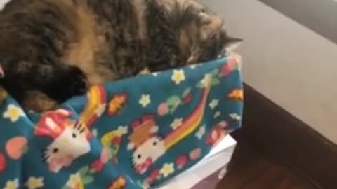 Cat pretends to sleep to avoid taking her medicine original video