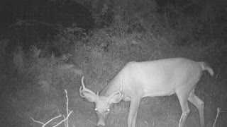 smart 8 point busted camera