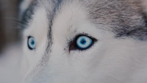 close up video of a Siberian husky looking around