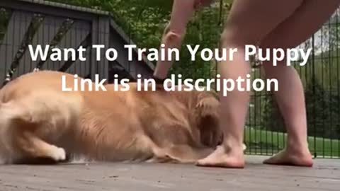 #shorts Brain training for your dog