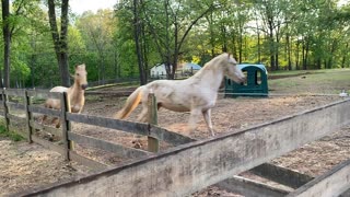 Sammy and Blue running like crazy horses