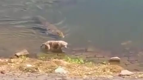 Hungry crocodile attacks a dog in Chambal river