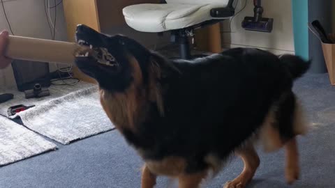 Puppy goes absolutely bonkers for cardboard tube