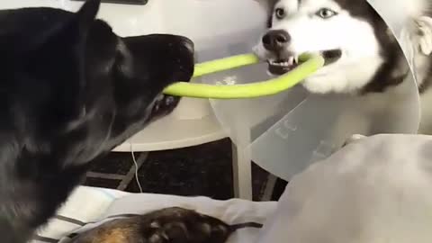 High intensity tug-of-war match between doggy pals