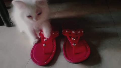 Don't Touch My Foorwear - Kitten