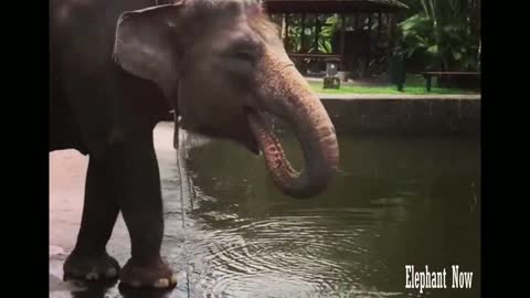 Elephant Drink Water from The lake