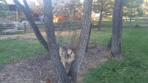 Look how dog is Climbing the tree