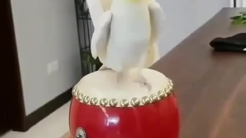 Cute Cockatiel Playing Drum!!!