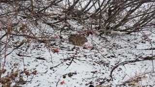 Wild Rabbit Journey Day 4