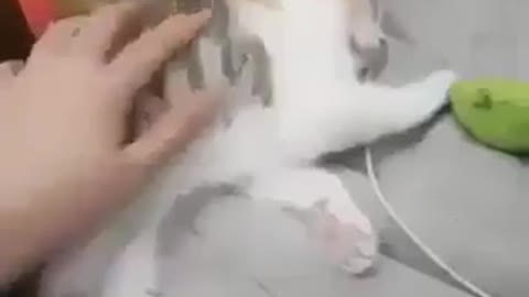 cute lovely cat falling to sleep 🥰