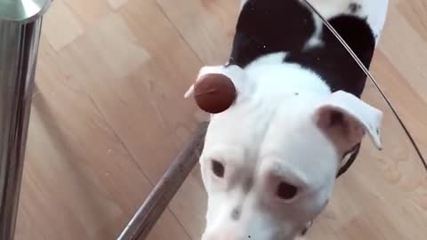Dog dog funny video