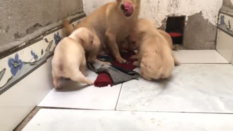 Barking Mother Dog Protects Puppy From Strangers
