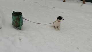 Tied dog on the street.