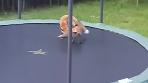 Foxes jumping on my trampoline