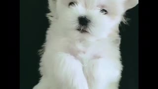 Small white dog on black bed