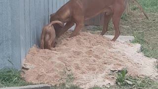 Rhodesian Ridgebacks Mister & Tickle: Puppy & Dog Love Digging!
