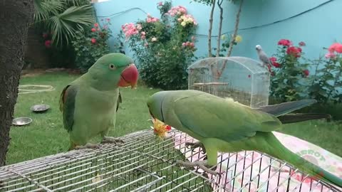 #ParrotParadise #Rose #Parrots Amazing Parrot Video