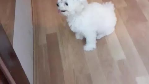 Bichon frise puppy wanna play with dog in the mirror