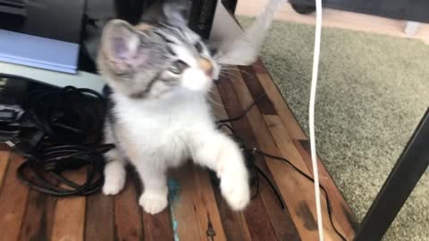 Cat cute playing for cable charge