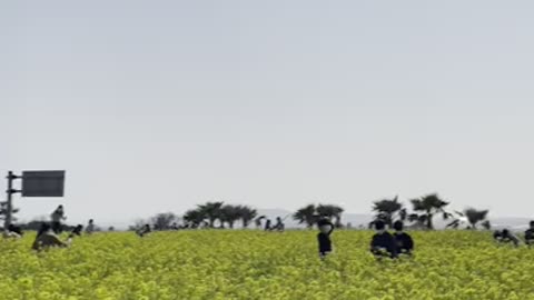 Wide rape field in Jeju Island, Korea