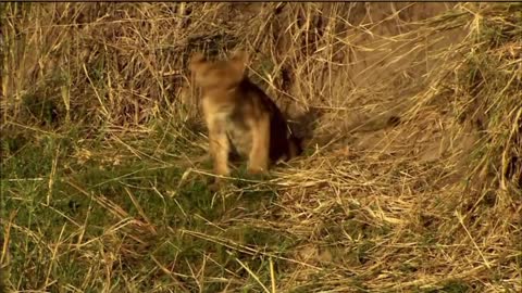 Paralysed/injured baby lion abandoned /rejected by mother help by brothers