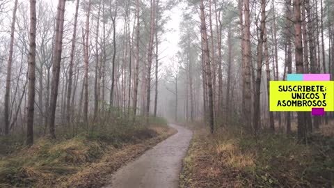 WALK IN THE MIDDLE OF THE FOREST WITH FOG / PASEO EN EL BOSQUE