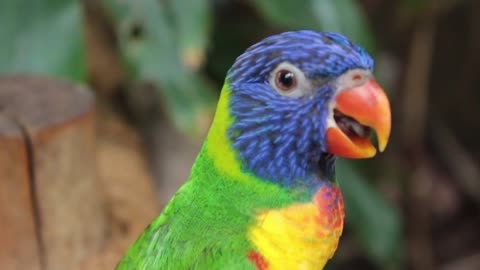 picturesque parrot