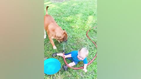 Baby cracks up Loud When Playing With Dog And Cat