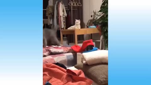 Funny Animals Footages