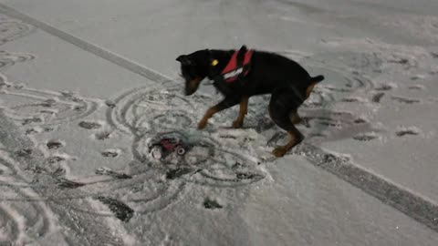 Doberman Pinscher Hates RC Car