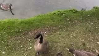 A goose said that please it’s my turn