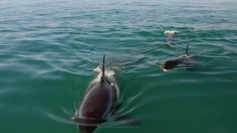 Orcas. Kamchatka peninsula