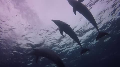 A flock of dolphins swimming in the Red Sea, Eilat Israel photographed by Meni Meller