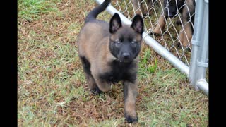 Changing colors of Thunder a Belgian Malinois