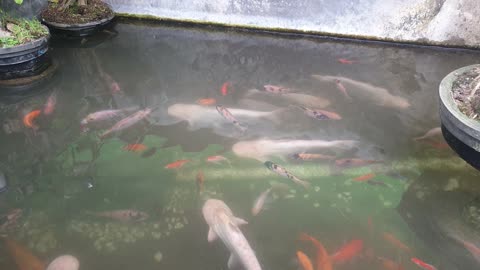 White catfish in the backyard pond