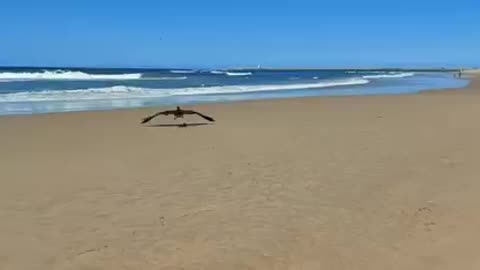 White-throated cormorant with a fishing hook and line wrapped around its left wing