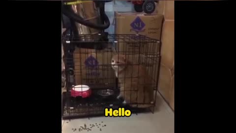 CAT SAYING "HELLO"