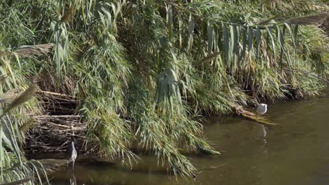 Group Of Birds Flying Formation At Edge Of Flowing River